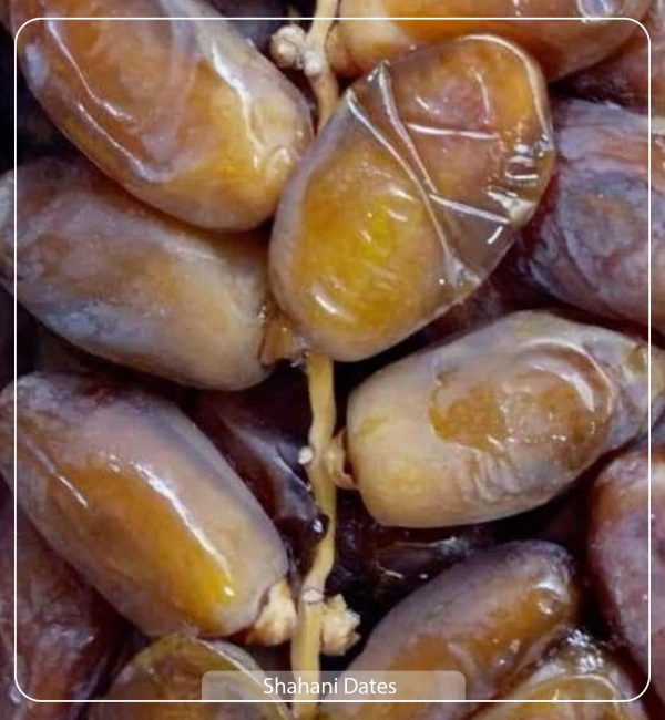 Shahani Dates